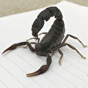 Litresi 10 milyon dolar