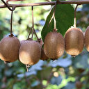 Karadeniz'de kivi üretimine ilgi artıyor
