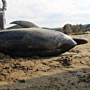 Naylon poşet yutan ölü yunus sahile vurdu