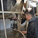 261 bin lira devlet desteği aldı: Günde 3 ton süt üretiyor