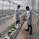 Sıfırdan başladı yıllık 500 ton domates üretiyor