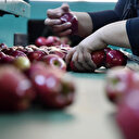 Erdoğan müjdesini vermişti: 400 bin ton elma alınacak