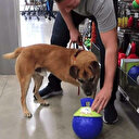 Evsiz köpeği petshopa götürüp dokunduğu her şeyi satın aldı