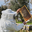 Bal arısı efe tescillendi