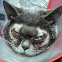 Çirkin diye kedisine estetik operasyon yaptırdı