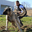 Kurtboğan cinsi çoban köpekleri 100 bin TL'ye satılıyor