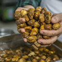 'Keme'nin kilosu 100 TL! Kebabı ise daha pahalı