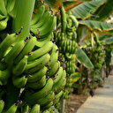 Antalya'da yıllık muz üretimi 6 yılda 100 bin ton arttı