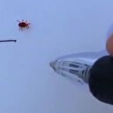 Örümceğin çizgi oyunu