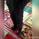 İşgalci İsrail askerleri Aksa'ya botlarıyla girdi