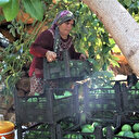 Türkiye’nin avokadosu Antalya’da yetişiyor