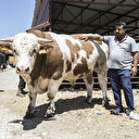 Besicilere ucuz maliyetli arpa müjdesi