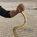 Eliyle yakalayıp fotoğraf çektirdi
