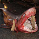 Mersin'de yakalandı: Her gören fotoğraf çektirdi