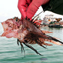 Mersin'de 'katil aslan balığı' yakalandı