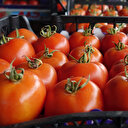 Türk domatesleri Ukrayna’ya alınmadı