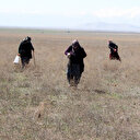 Dolaman mantarı için genci yaşlısı bastonunu alan araziye koşuyor