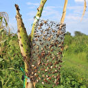 Dünyanın başı istilacı böceklerle dertte