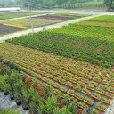 Tarımda 'süslü' ticaret yüz güldürdü