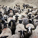 Sahip olanı zengin eden kuzulardan almak için 4 ay sıra bekliyorlar