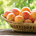 Solmaz: Zirai don kayısıda rekolteyi etkilemeyecek