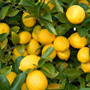 Meteorolojik verilerle rekolte tahmini limonla başladı