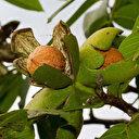 Antalya'da ceviz üretimi arttı