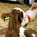 Elektronik küpe geliyor