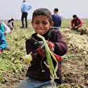 Turfanda soğan fiyatları düşürecek