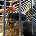 Yasak olmasına rağmen internetten atmaca satılıyor