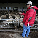 Türkiye'nin en pahalı koçu: 21 bin liradan satıldı