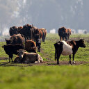 Toplanan inek sütü miktarı şubatta azaldı