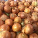 Soğanın 1 liraya düşmesi bekleniyor