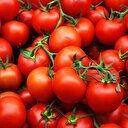 Rusya'ya domates ihracatı 5'e katlandı