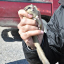 Tarla sürerken bulundu korumaya alındı