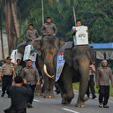 Endonezya'da seçim sandıkları fil sırtında taşınıyor