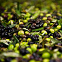 Sofralık zeytinin dörtte biri Almanya'ya ihraç edildi