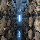 Cezaevinde 15 ton istiridye mantarı hasadı hedefleniyor