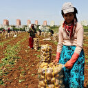 Adana’da patates hasadı başladı