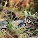 Avustralya 2 milyon kediyi öldürecek