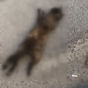 İstanbul'da isyan ettiren vahşet: Anne kedi ve yavruları bu halde bulundu