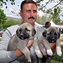 Tokat'ta düzenlenen festivalde çoban köpekleri yarıştırıldı