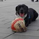 Hünerlerini sergileyen köpek vatandaşların ilgi odağı oldu