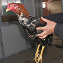 Horoz dövüştürenlere 347 bin lira ceza