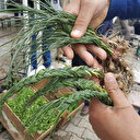 Zuzubak otu, kilosu 600 liradan alıcı buluyor