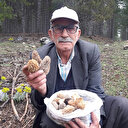 Altın değerinde mantar: Kuzugöbeği