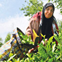 Yaş çay alımına bugün başlıyor