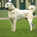 Kangal ve akbaş genlerine özel koruma
