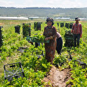 Zayıflattığı söylenen kereviz sapına yoğun talep