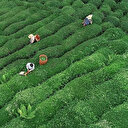 Yaş çay alım fiyatı açıklandı